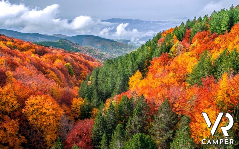 Bosco della Sila in autunno, Calabria