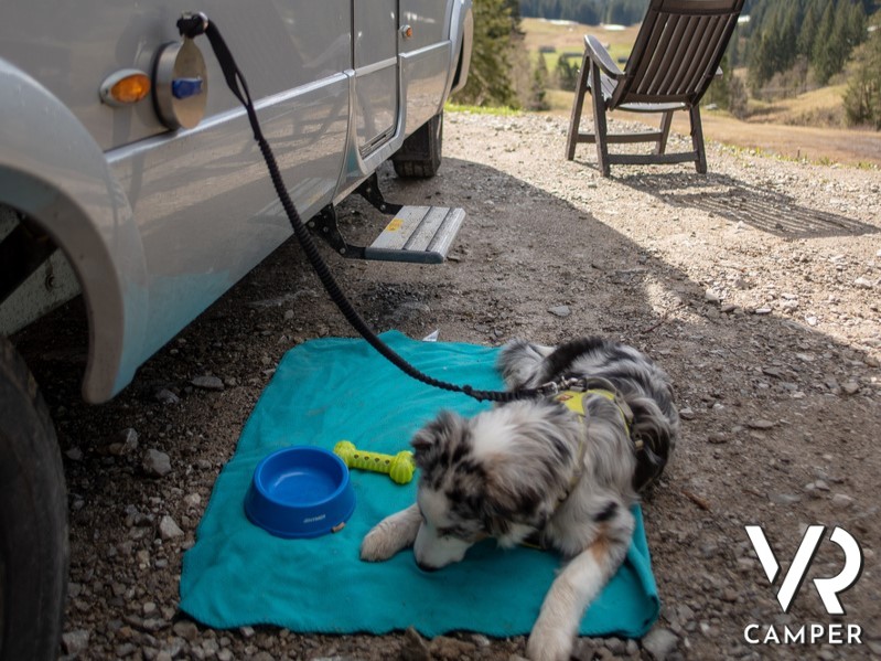 cane accucciato sulla sua coperta vicino ad un camper